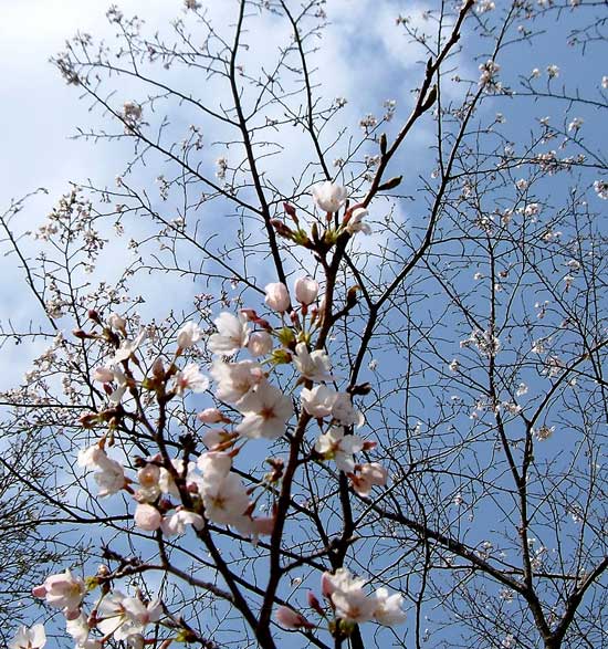 益子の桜