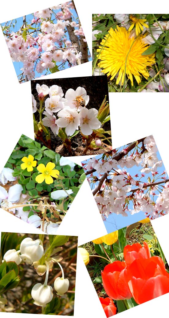 お使いの花