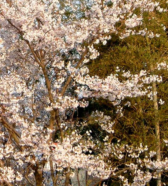 東の桜