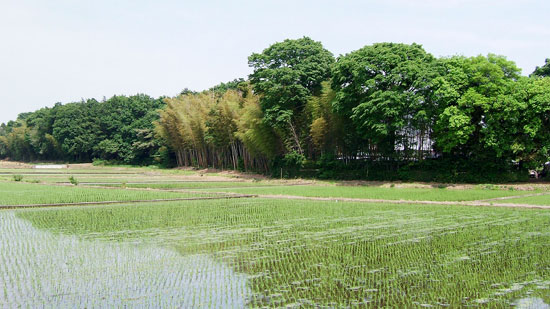 田んぼ