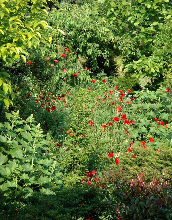 きょうの植物