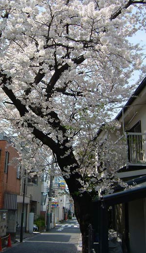 はざかいから桜