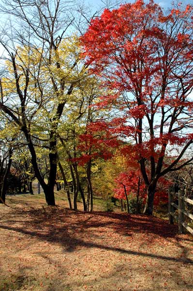 紅葉　根本山