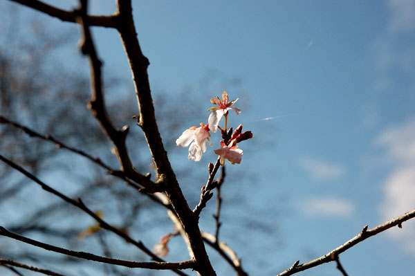 四季桜　根本山